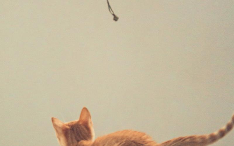 2026 Pet Food Market Trends in North America